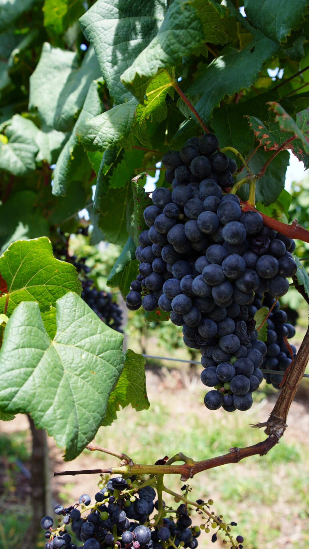 Vinho: conheça a Merlot gaúcha que surpreende o mercado nacional