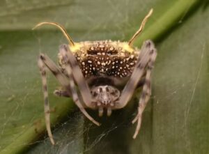 Aranha que se disfarça de fungo
