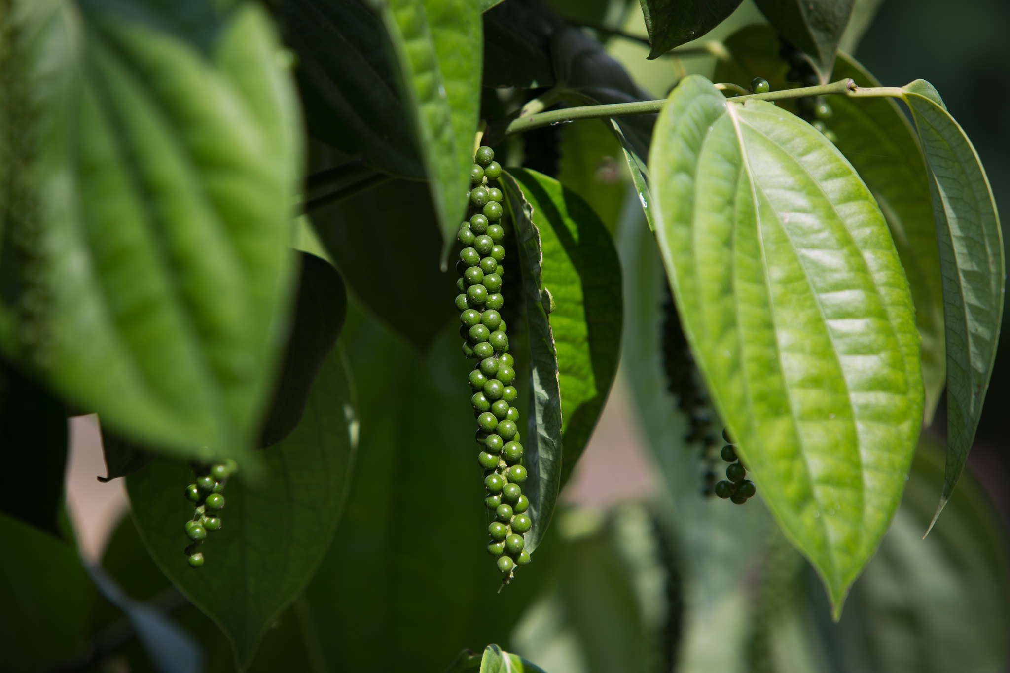 Cultivo de pimenta-do-reino avança e atrai agricultores familiares