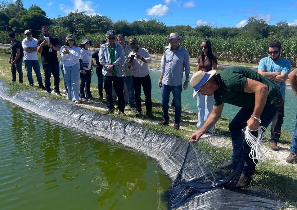 Produção de camarão em água salobra cresce e gera renda