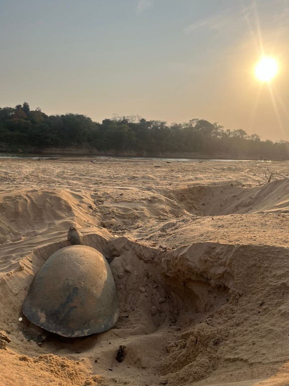 Fiscalização ambiental combate pesca ilegal e salva tartarugas