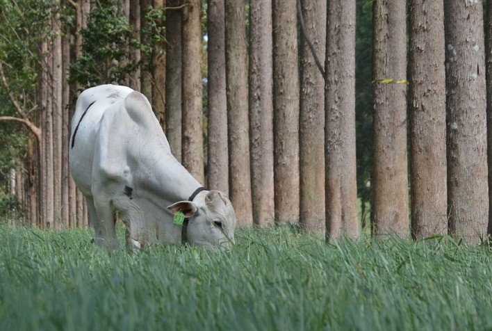 Em ano de El Niño, governo trava quase 50% do orçamento do seguro rural