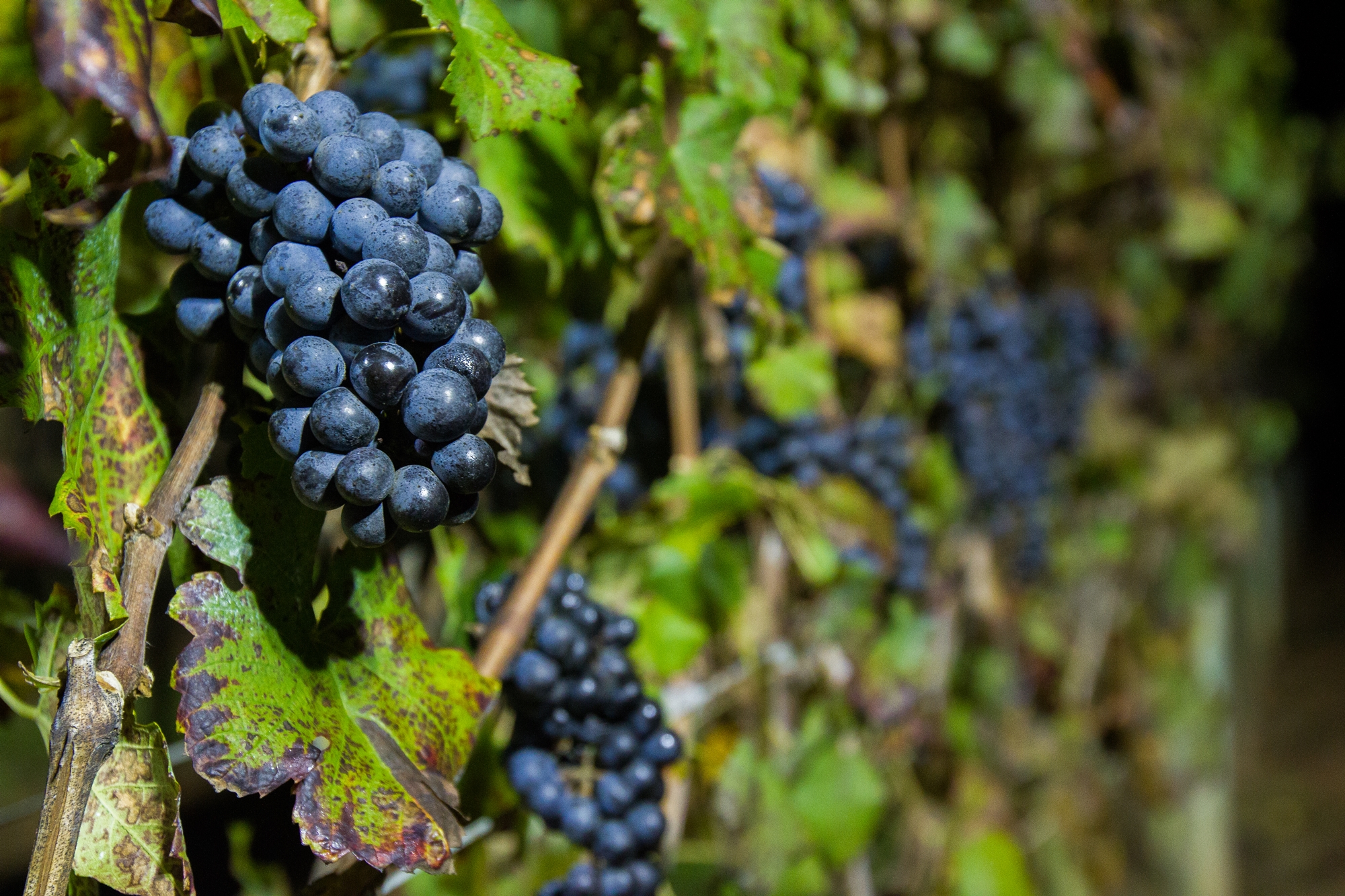 Vinhos de inverno ganham escala e qualidade na safra 2026