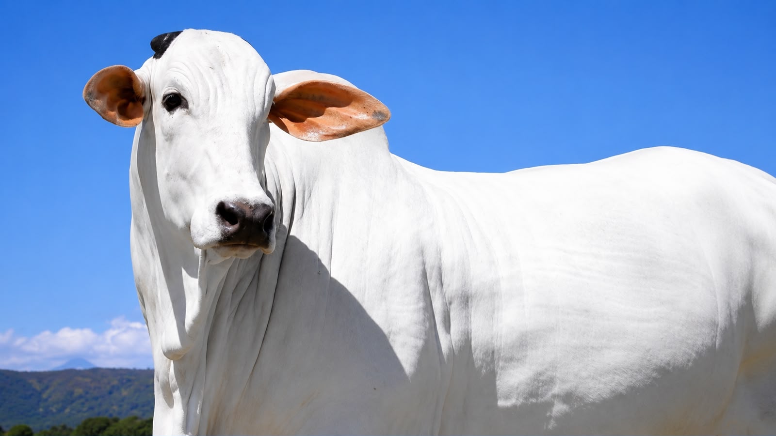 “Isis Valverde”, a vaca de R$ 4 milhões