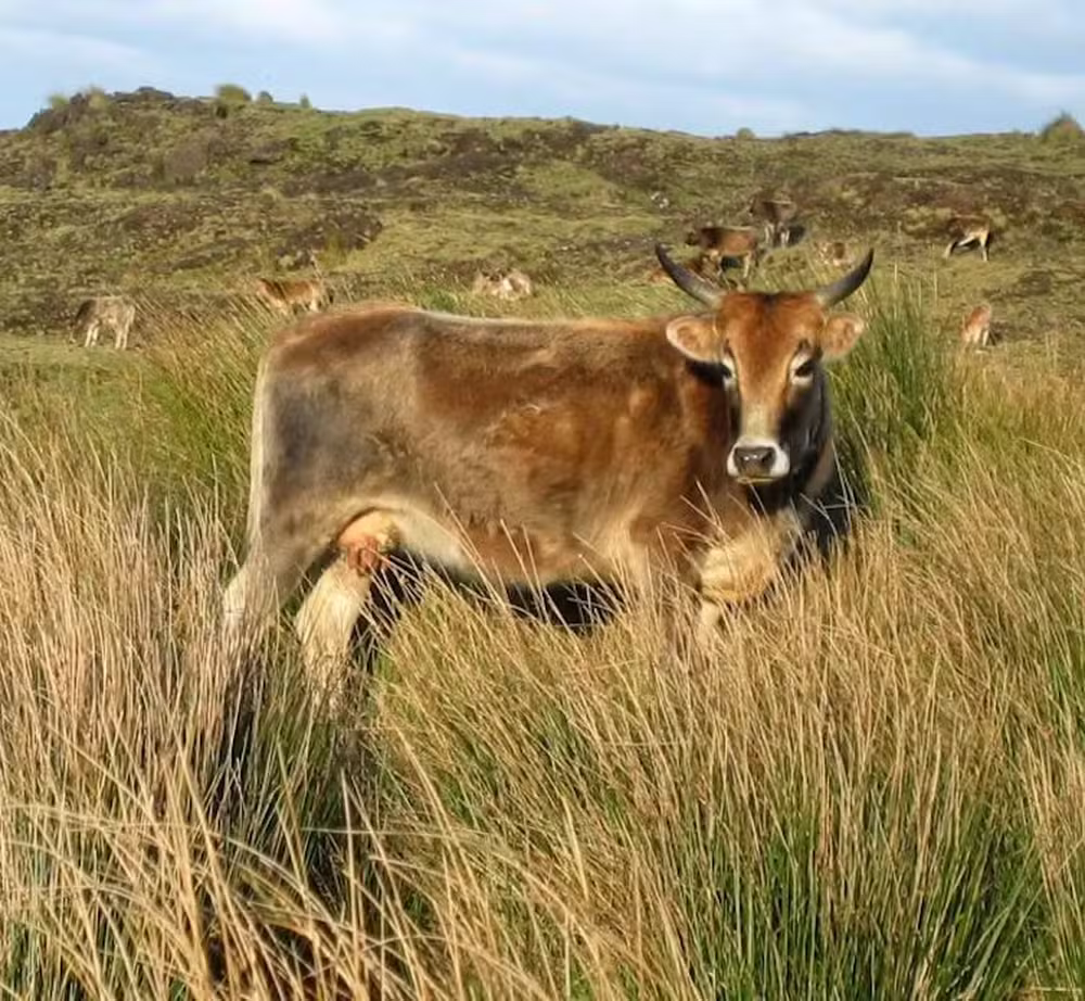 O fim das vacas na ilha de Amsterdã