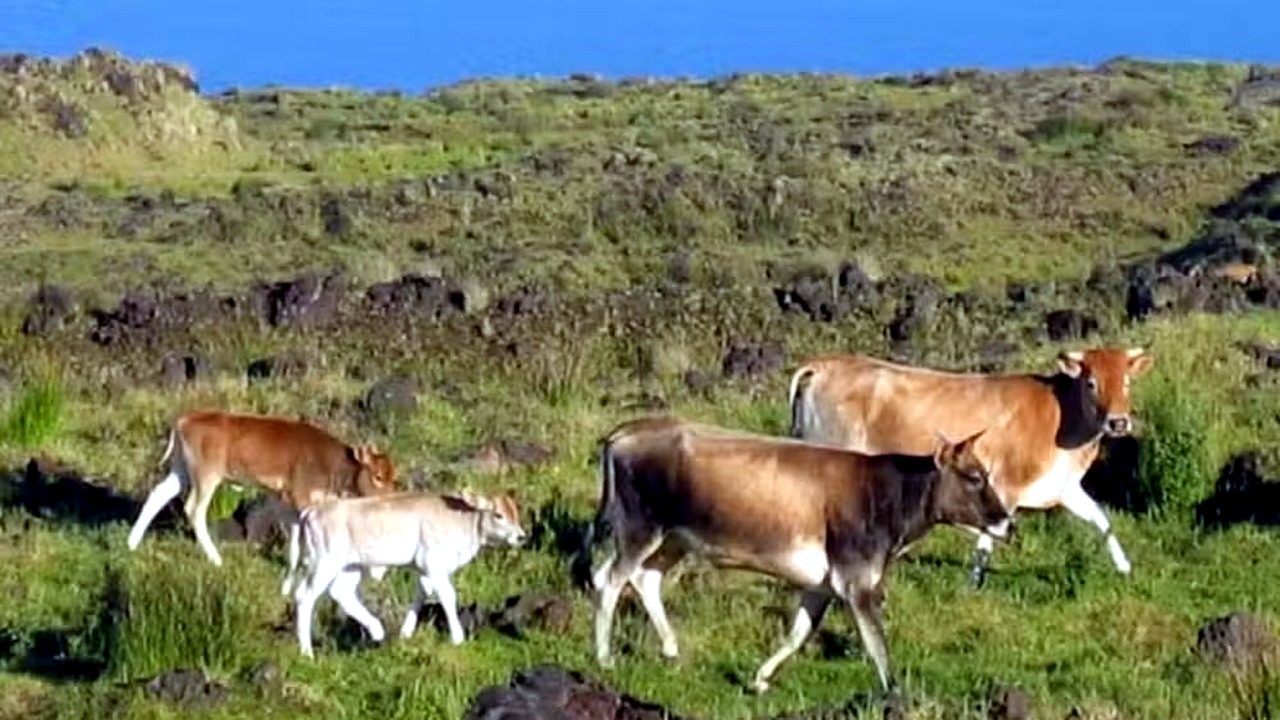 Cinco vacas abandonadas viraram rebanho selvagem de 2 mil animais