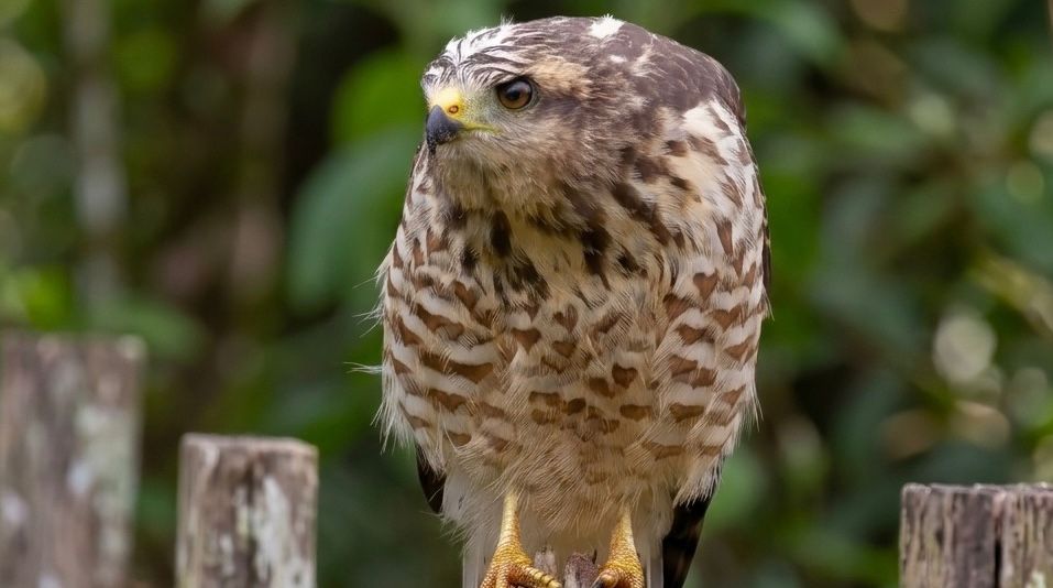 Gavião-carijó com “corações” nas penas encanta seguidores