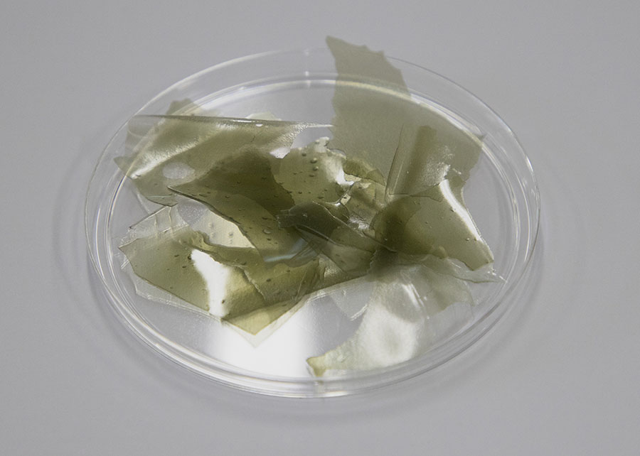 EncapsulamentoTrichoderma_Filme de CMC e nanocelulose contendo os esporos de Trichoderma harzianum