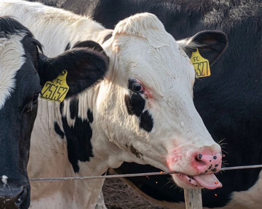 “Tô acreditando, não”: Vacas comem pimenta e reação viraliza