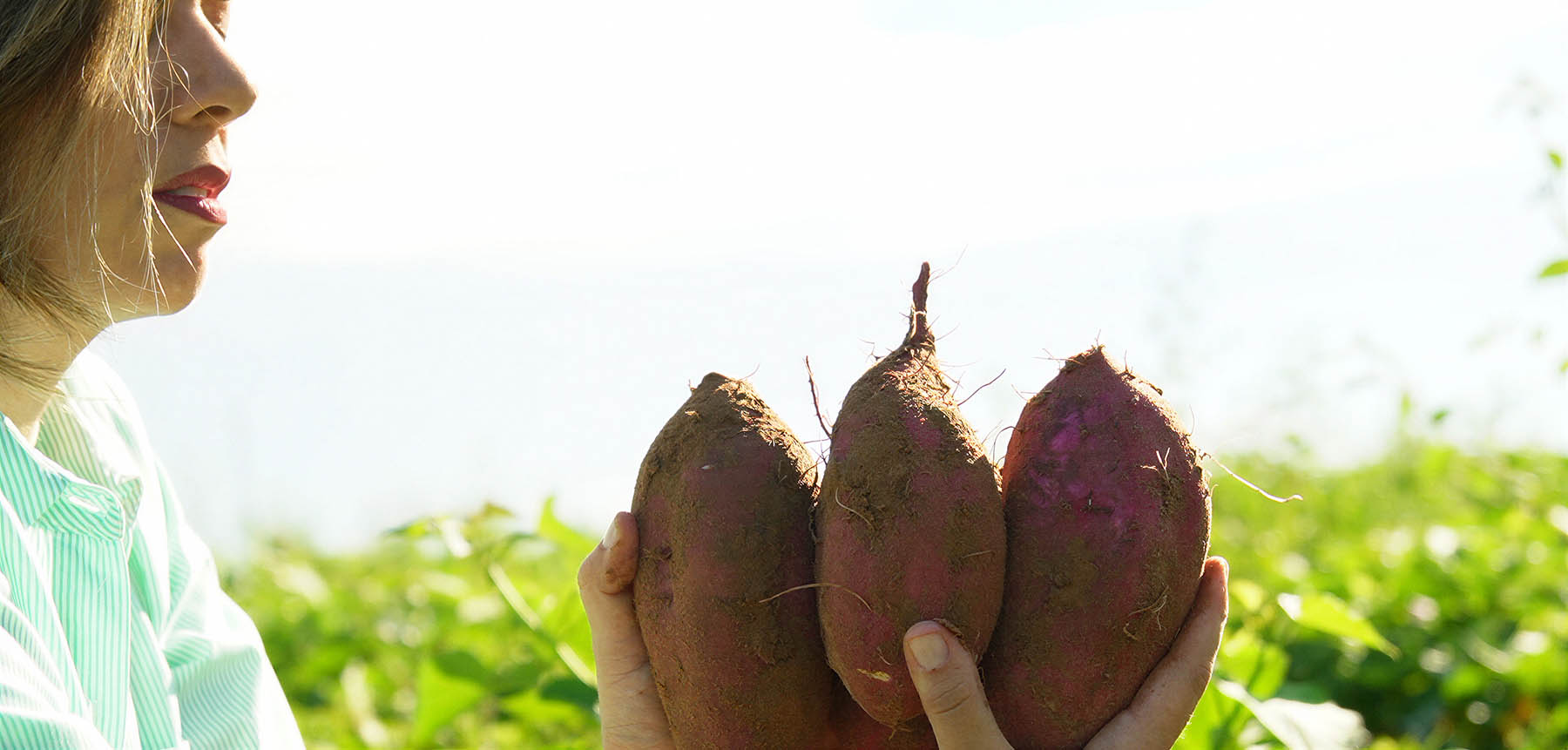 Projeto transforma batata-doce em etanol, biogás e ração animal
