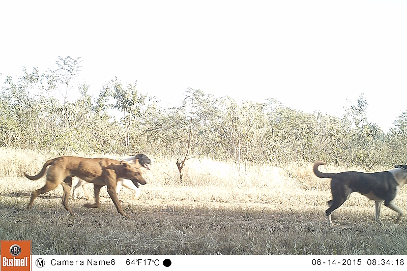 Matilha de cães transitando por unidade de conservação é observada por armadilhas fotográficas usadas no estudo