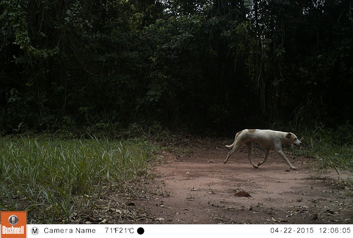 Cão é flagrado por armadilha fotográfica caminhado por unidade de conservação localizada no interior paulista