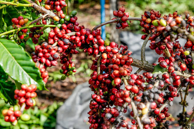 Chuvas atrasam colheita de café e preocupam produtores