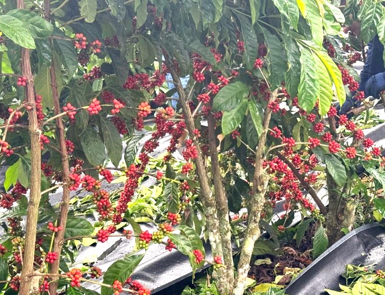 Produção de café Canephora cresce em São Paulo