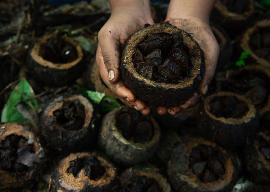 Castanha da amazonia