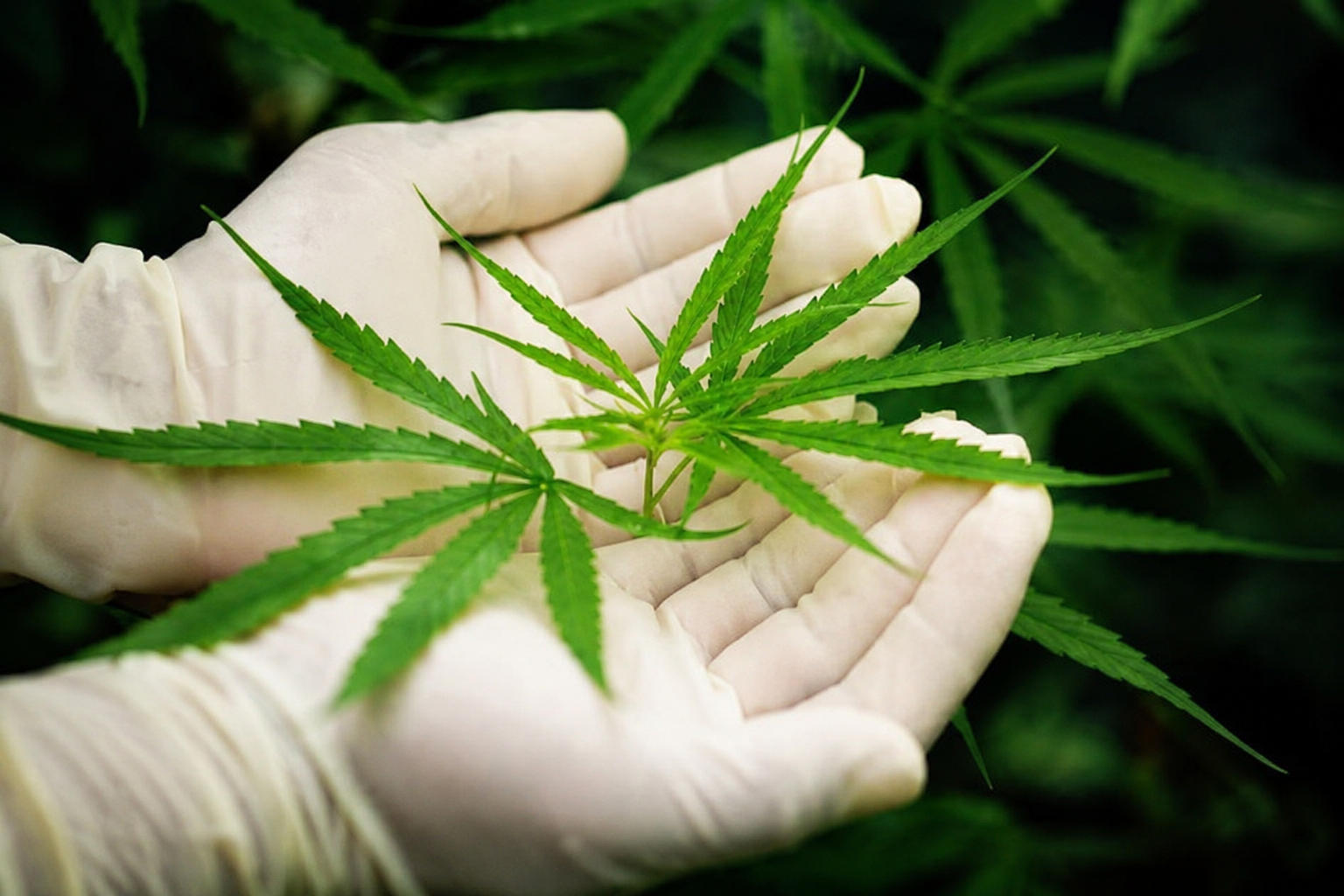 ExpoCannabis Brasil destaca avanço da cannabis no agronegócio