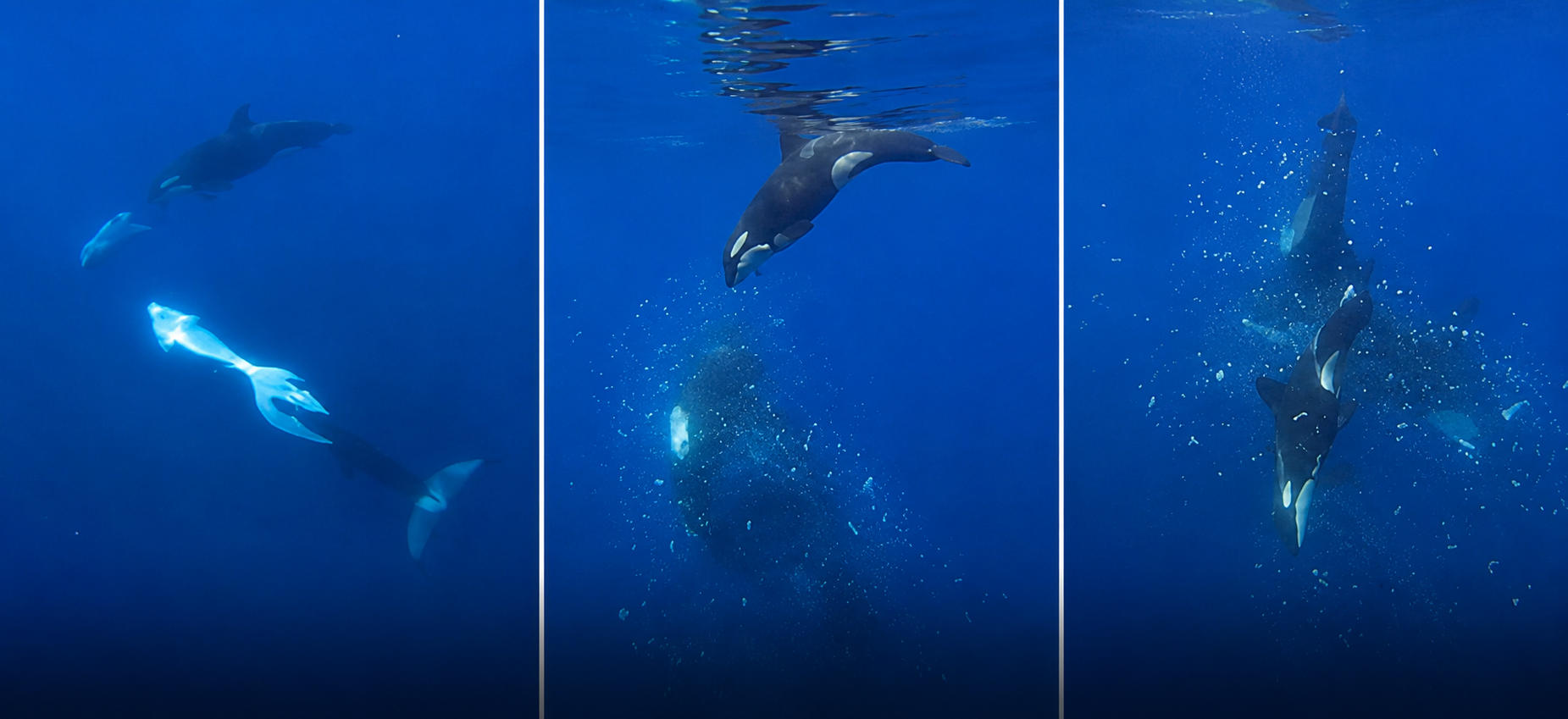 Orcas “perseguem” peixe-lua até animal explodir; veja a cena