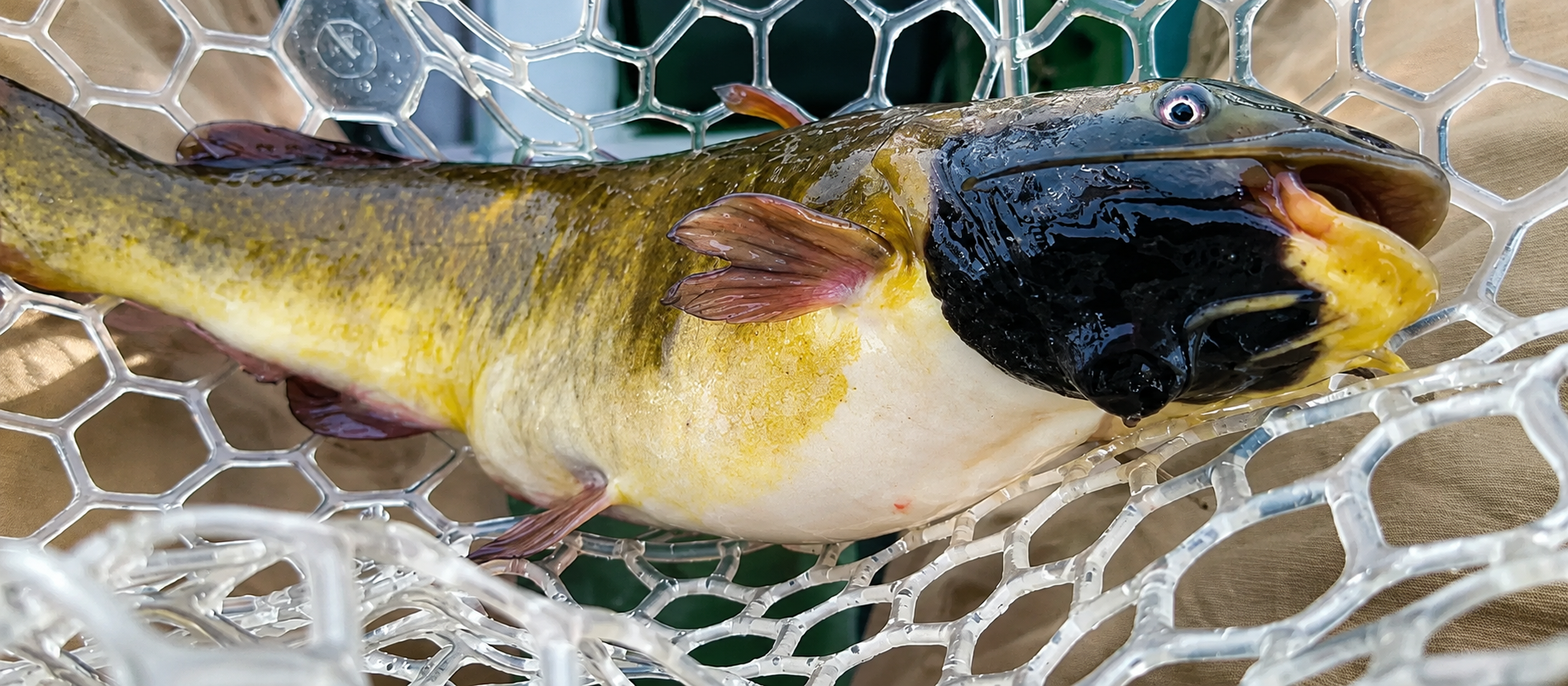Câncer transmissível é encontrado em peixe-gato