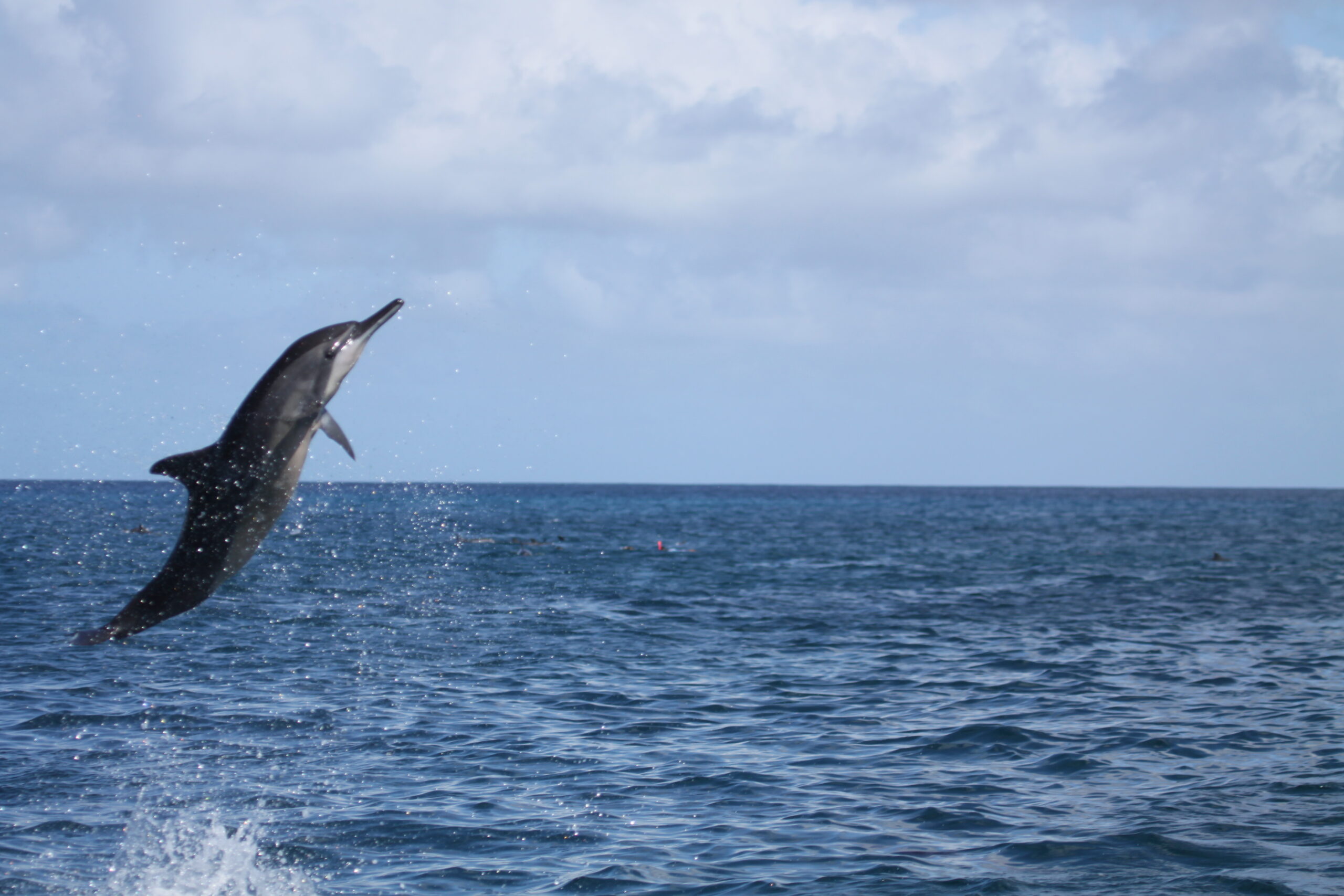 Queda de até 59% nos golfinhos-rotadores em Fernando de Noronha acende alerta