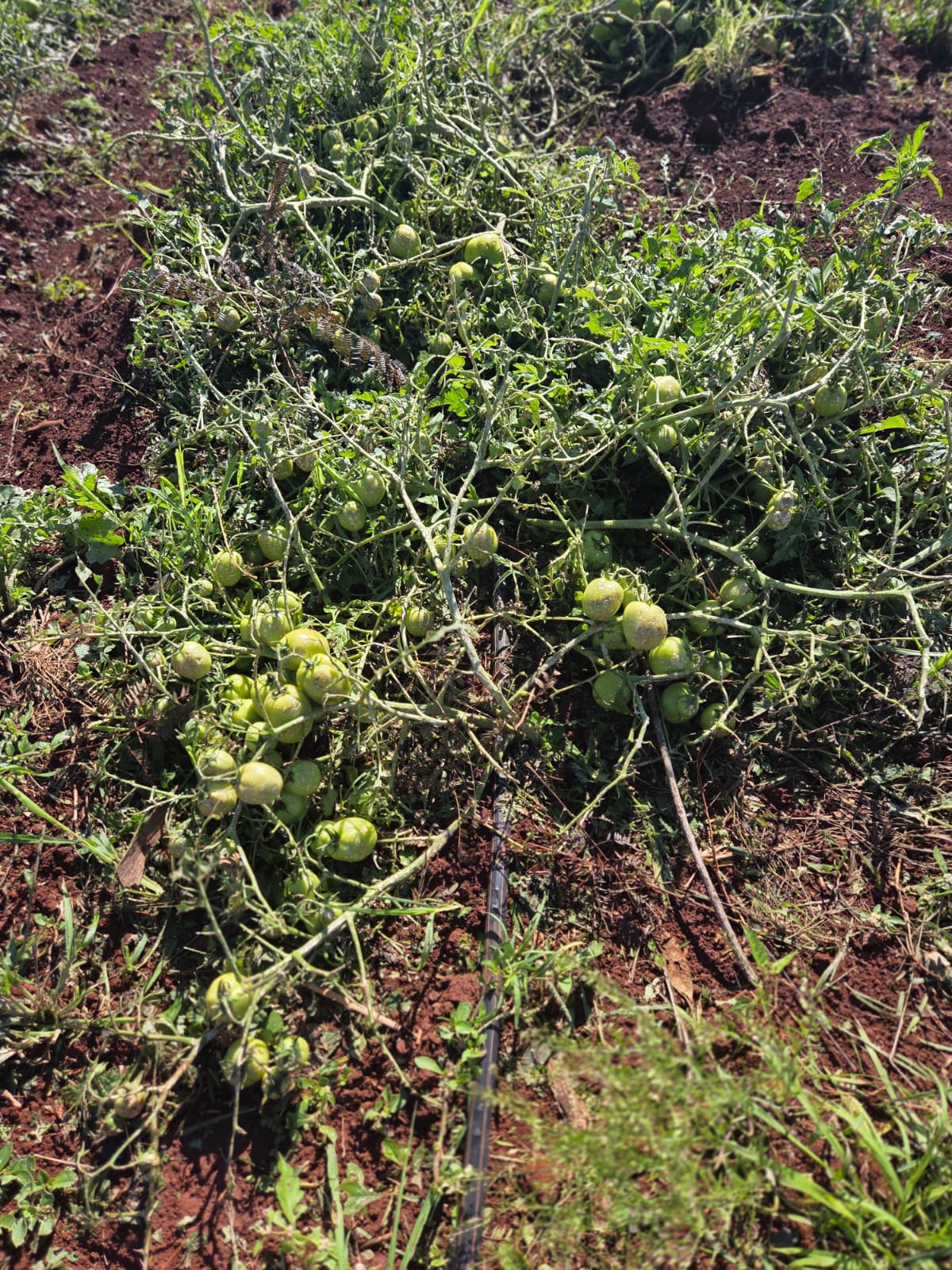 Temporal destrói pesquisa de tomate em Ribeirão Preto