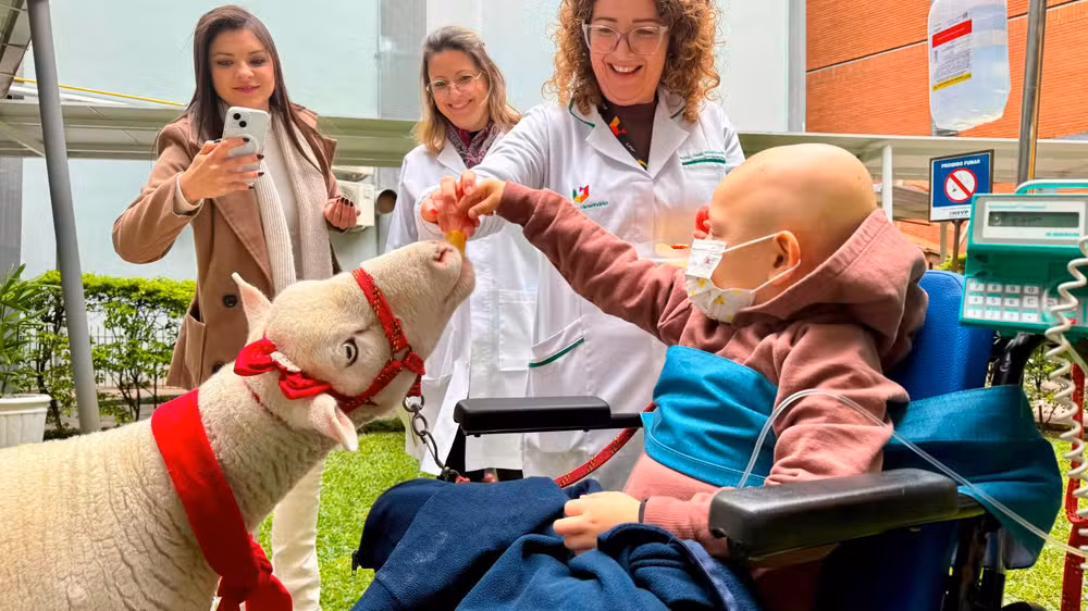 Ovelha visita pacientes oncológicos em hospital