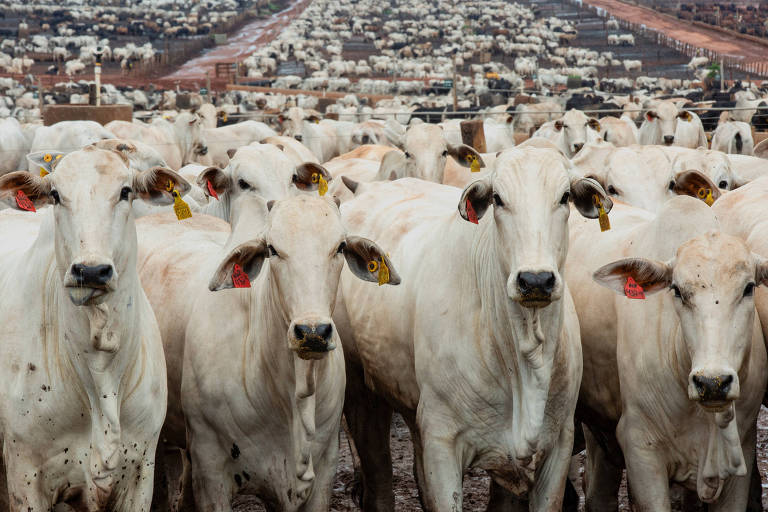 China acelera compra de carne bovina da Argentina e já consome 50% da cota anual