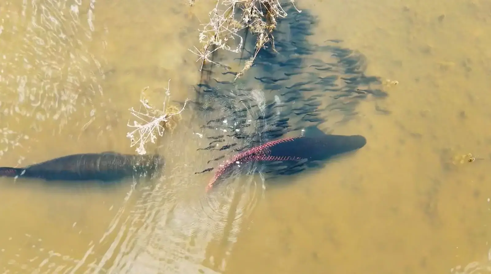 Vídeo: Casal de pirarucus guia filhotes em rio brasileiro