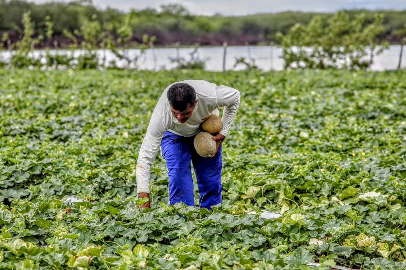 Governo amplia regras para estoques de alimentos diante do risco do El Niño