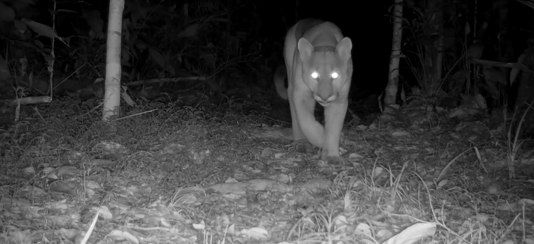 Avistamento de onças-pardas cresce na Bahia