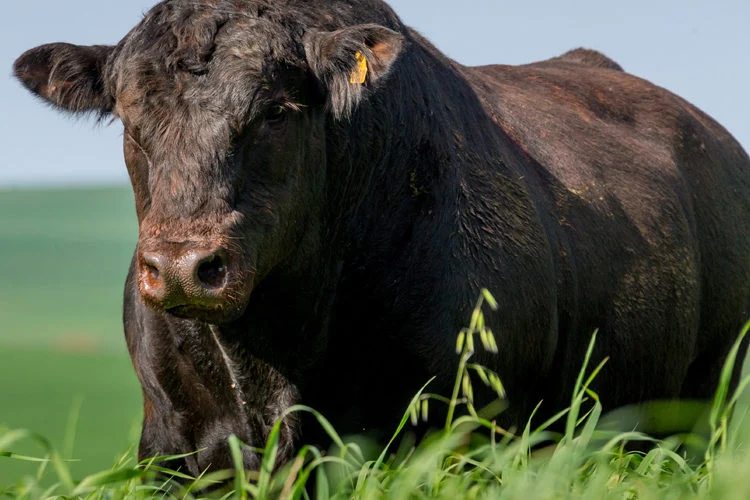 Touros Angus passam por estudo para produção de carne mais macia