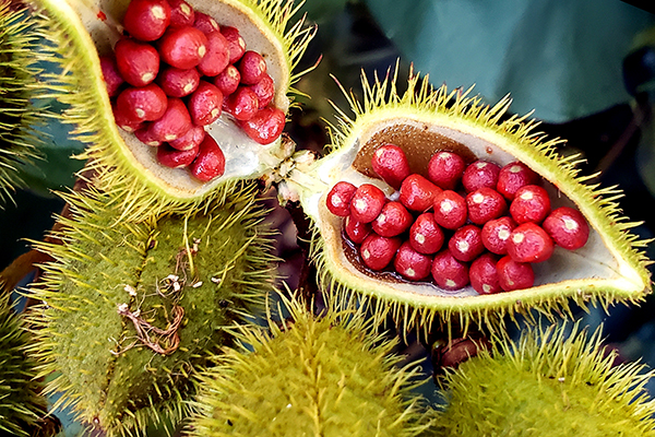 Urucum: como o Brasil lidera a produção mundial