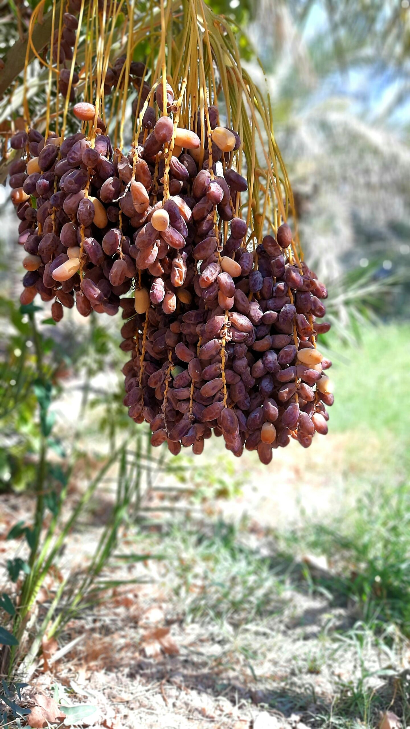Tâmaras na tamareira