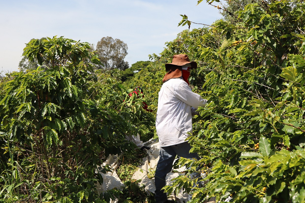 Agro emprega 27,79 milhões no primeiro trimestre