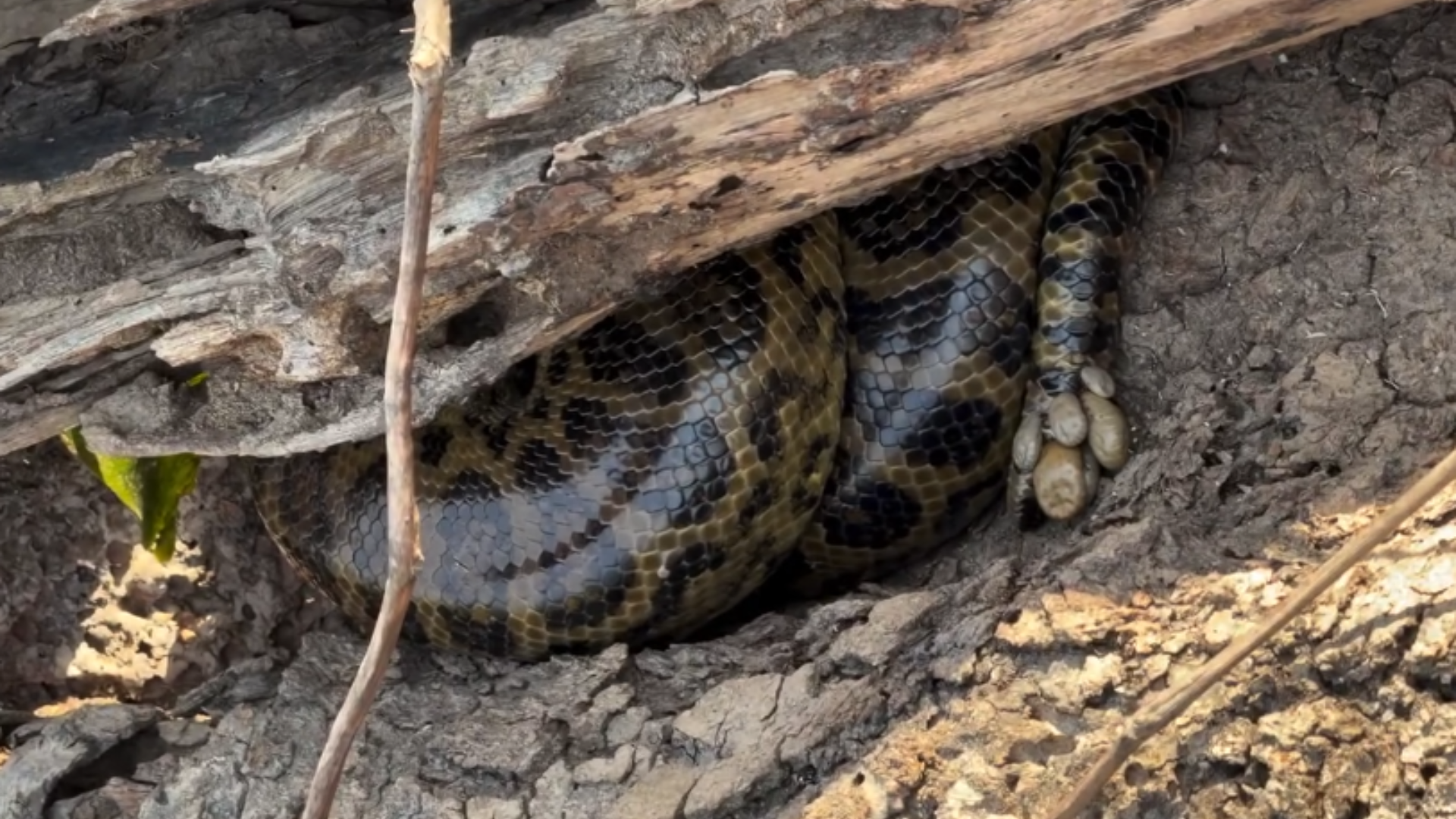 Vídeo de sucuri coberta de carrapatos no Pantanal viraliza; entenda