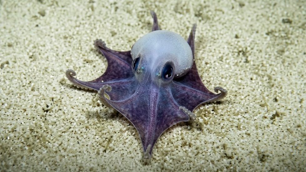 “Ele é pequenininho”: nova espécie de polvo é encontrada em Galápagos