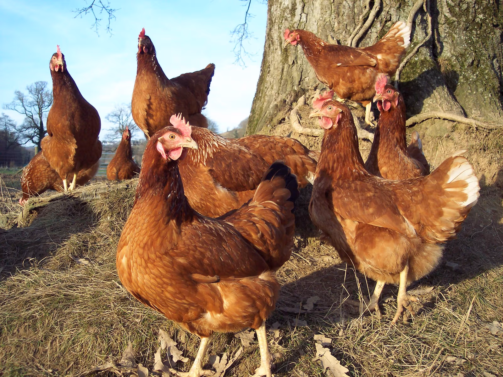 Milhões de aves morrem na França após onda de calor
