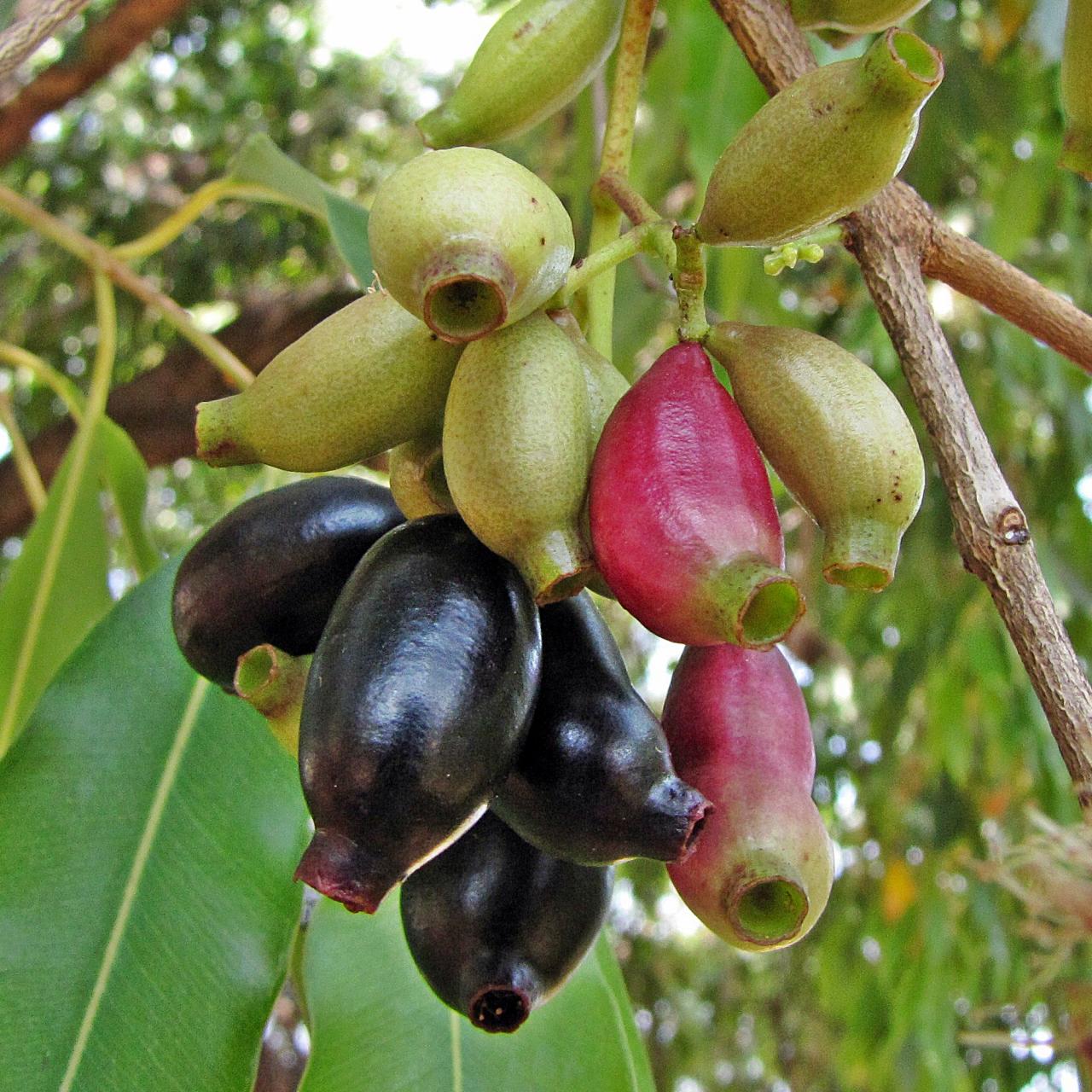 Jambolão: conheça a fruta que lembra tutti-frutti e resiste até à seca