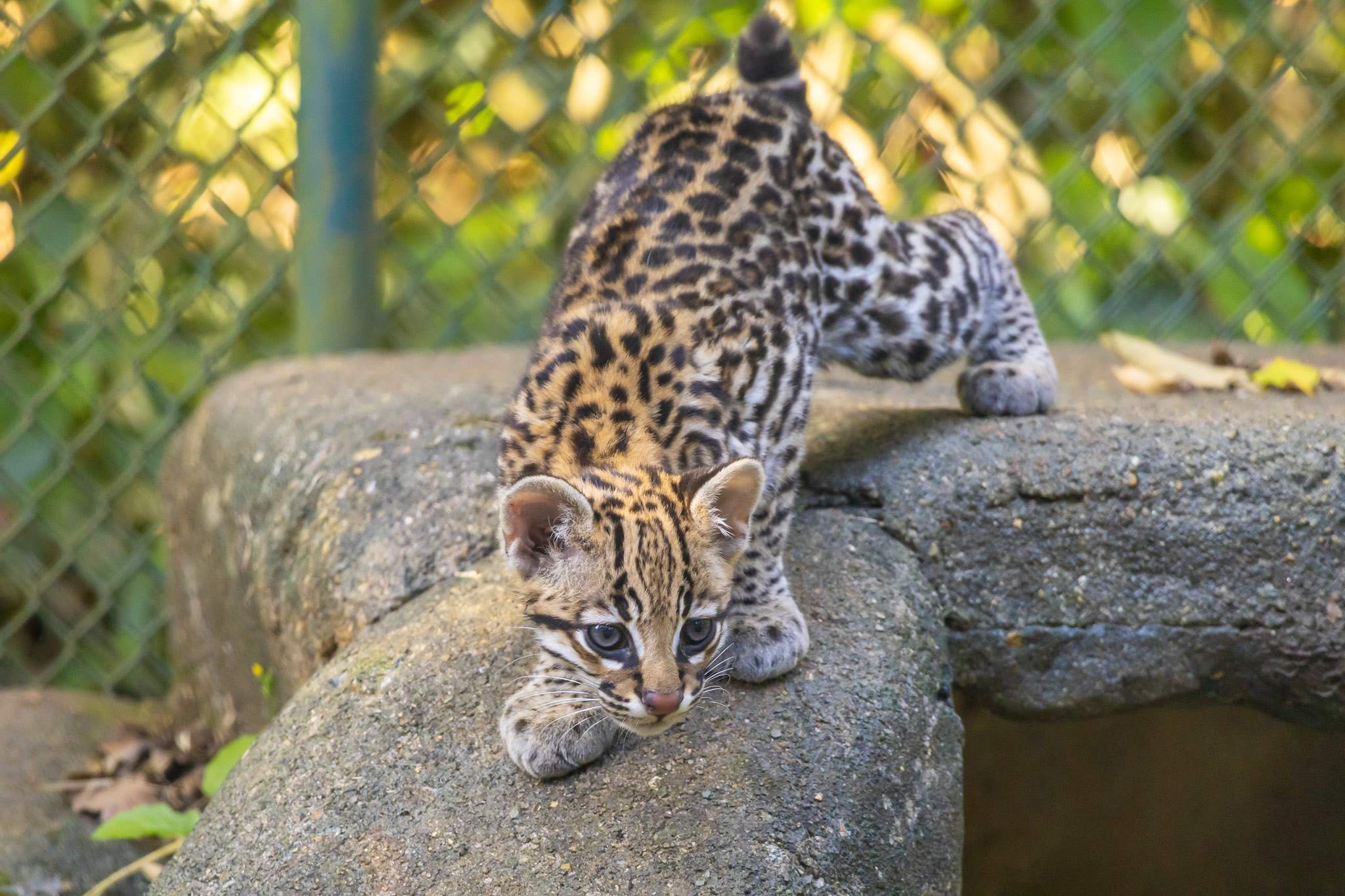 Filhote de jaguatirica brincando