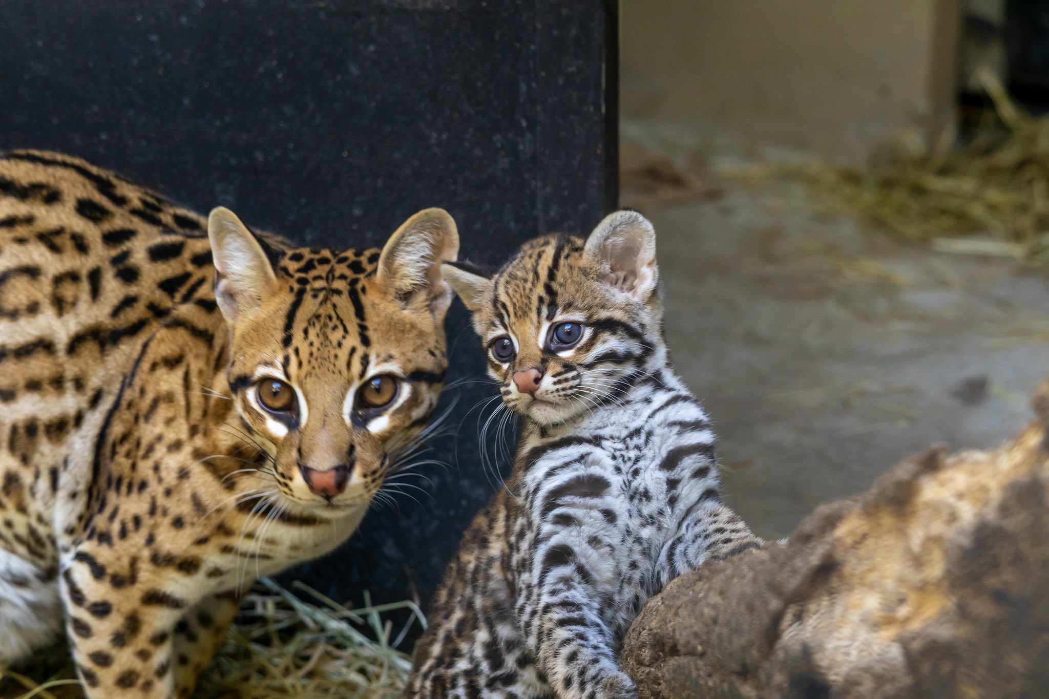 Filhote de jaguatirica com sua mãe