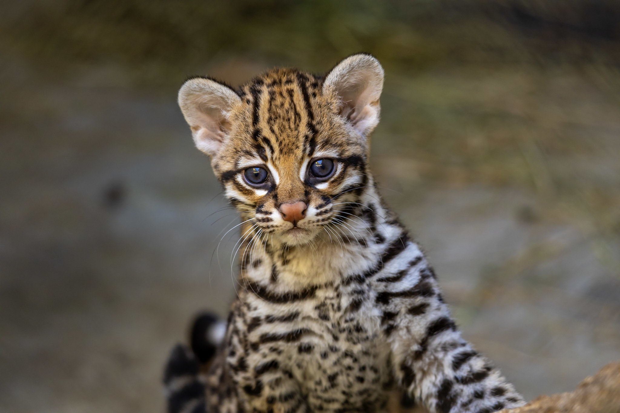 Nova filhote de jaguatirica vira atração no Zoológico de São Paulo