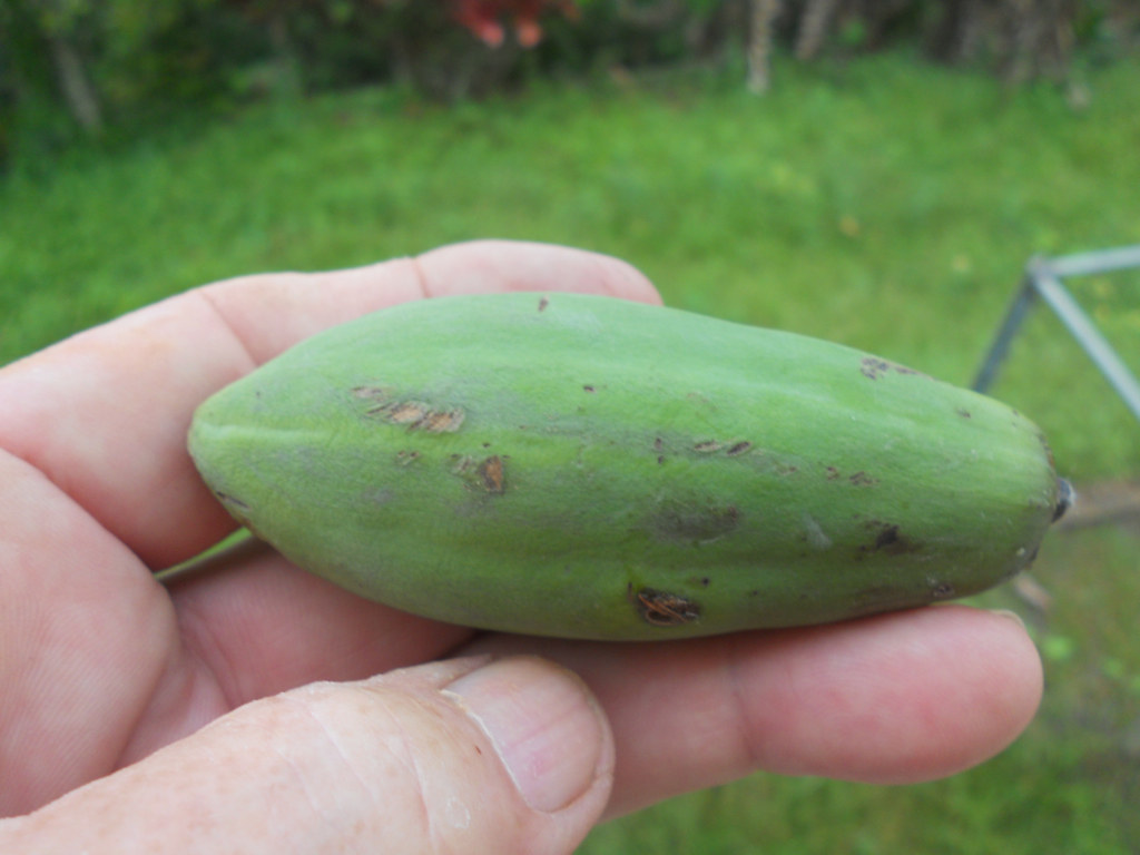 jaracatiá, fruto do cerrado