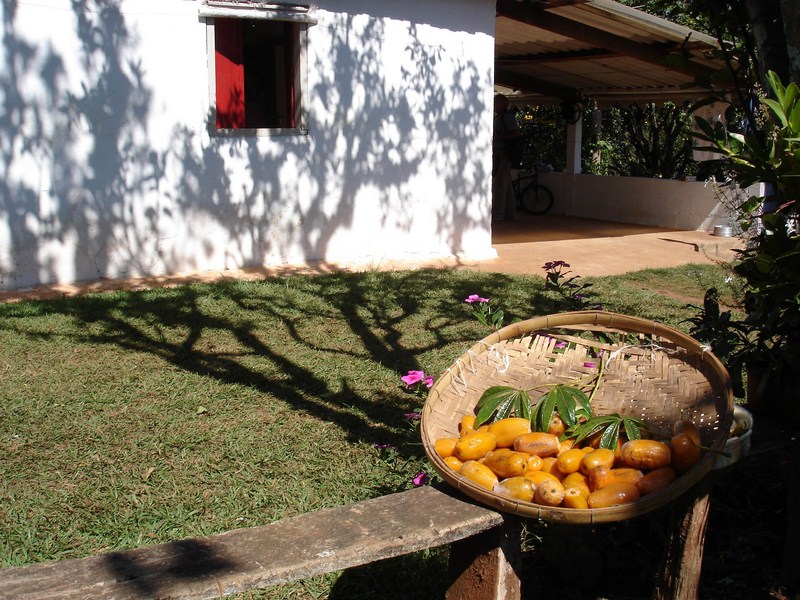 jaracatiá, fruto do cerrado