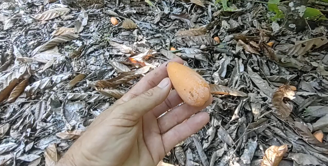 jaracatiá, fruto do cerrado