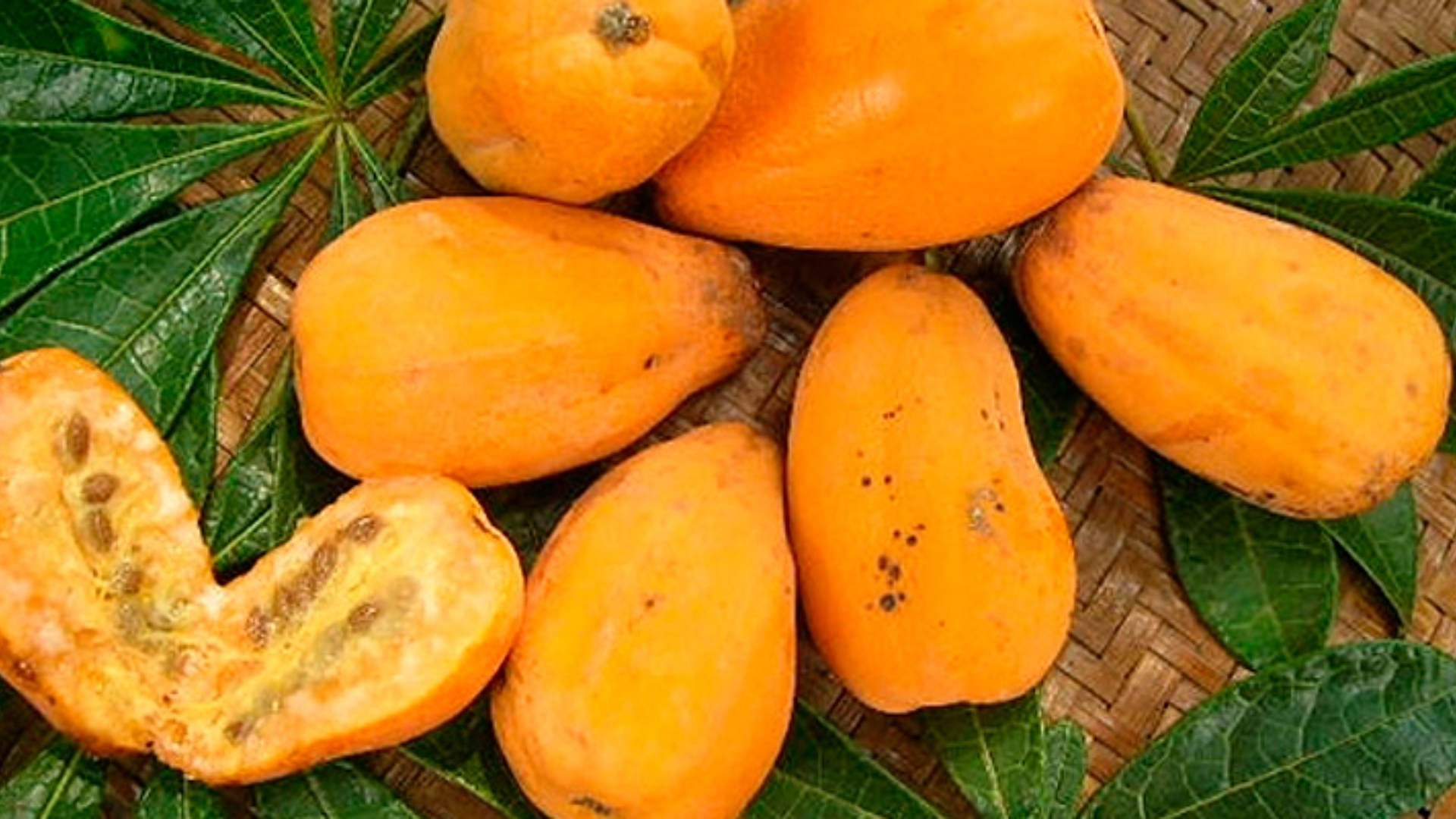jaracatiá, fruto do cerrado