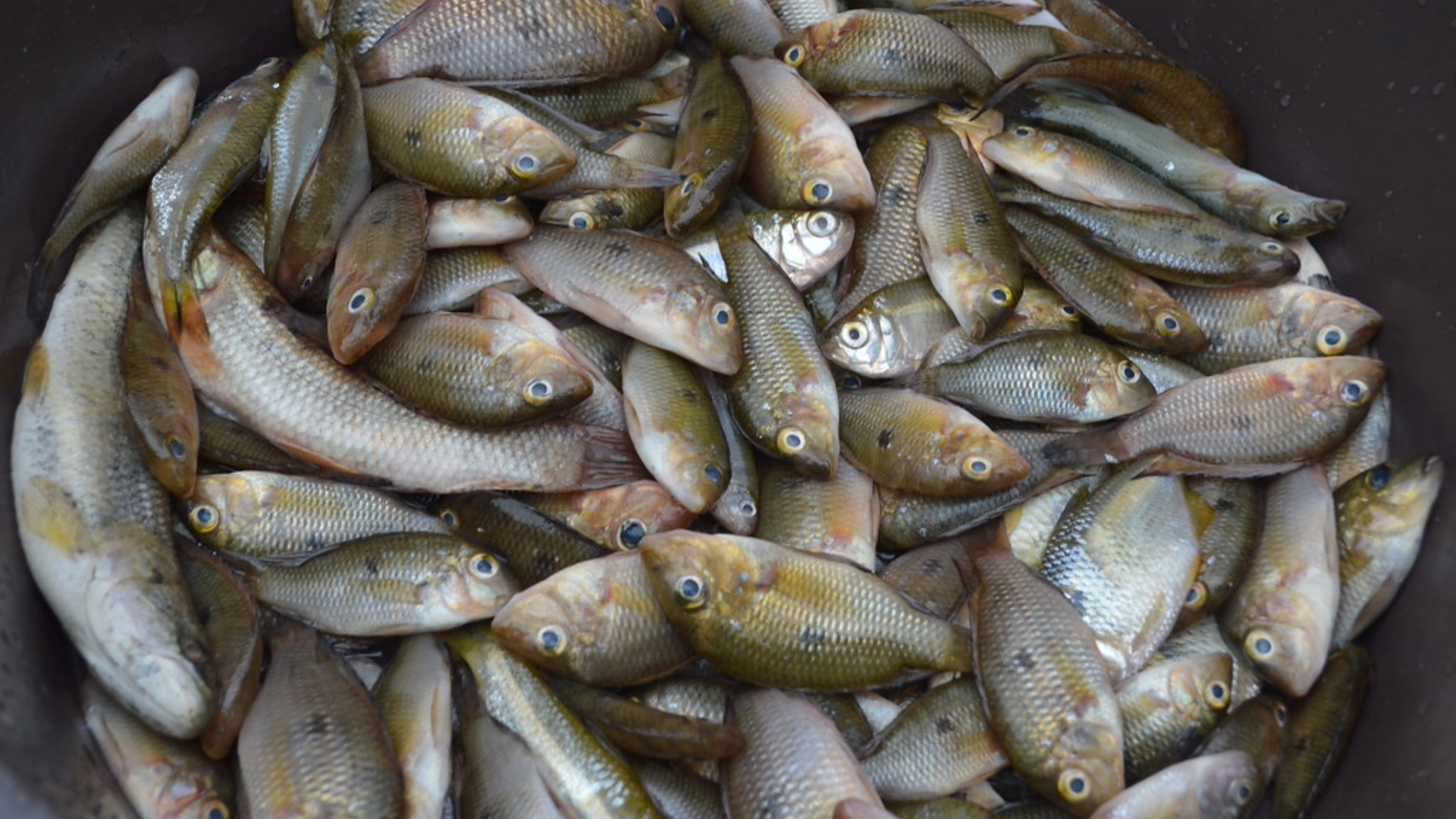 Do rio ao prato: pesquisa transforma lambari em produto de alto valor
