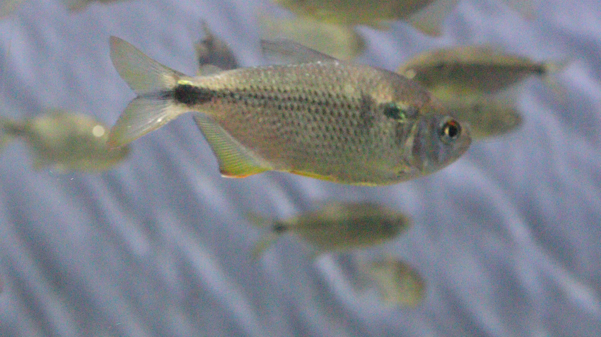 lambari