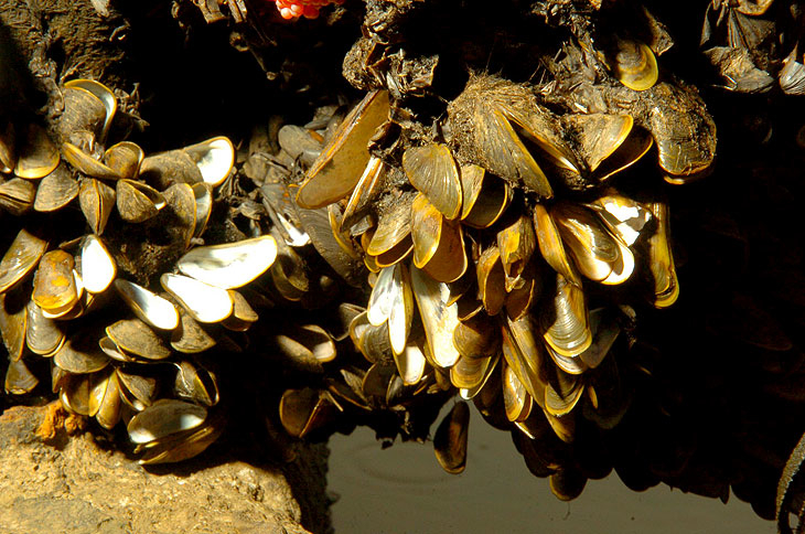 mexilhão dourado