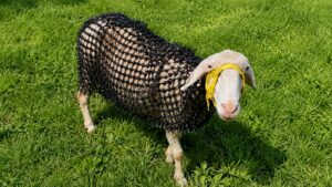 ovelha com armadura de proteção
