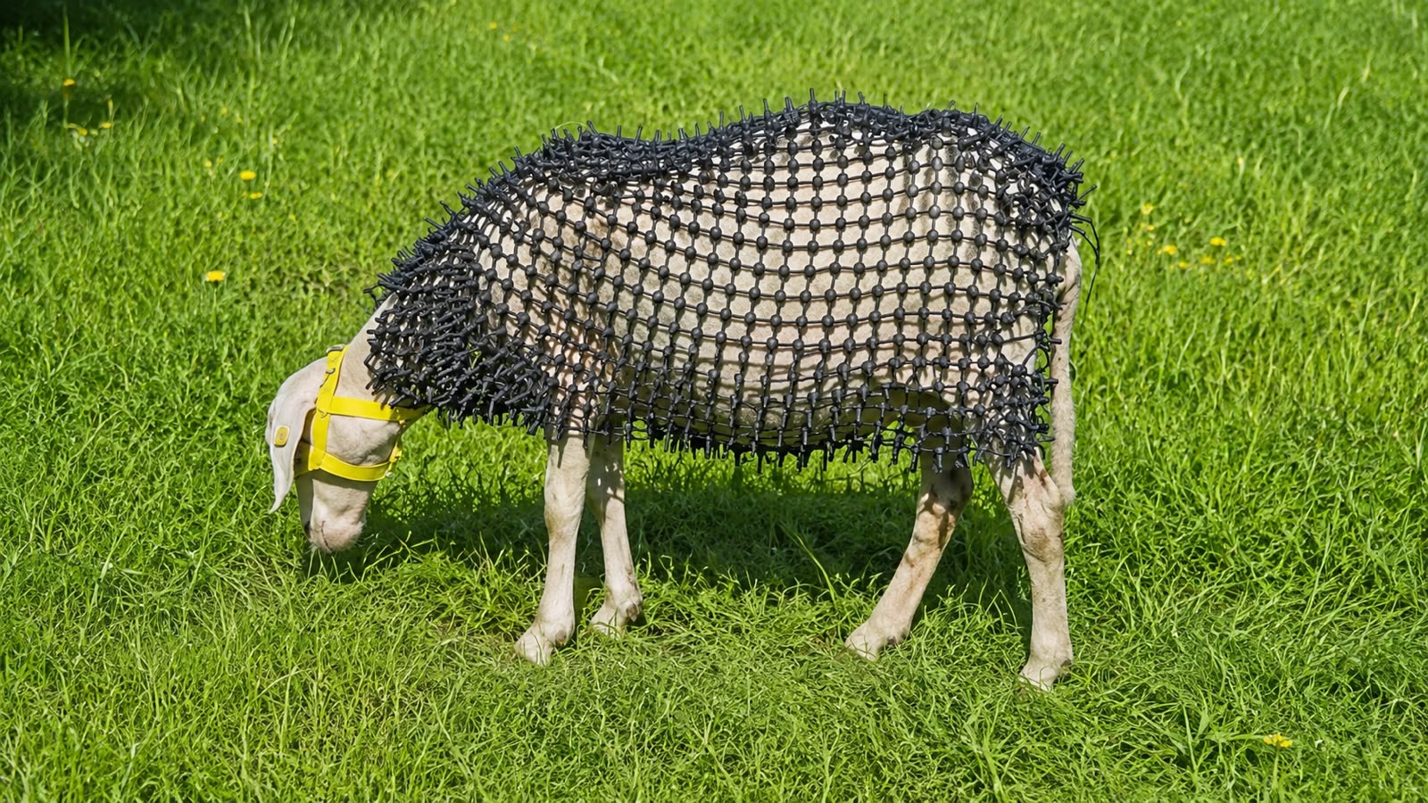 ovelha com armadura de proteção