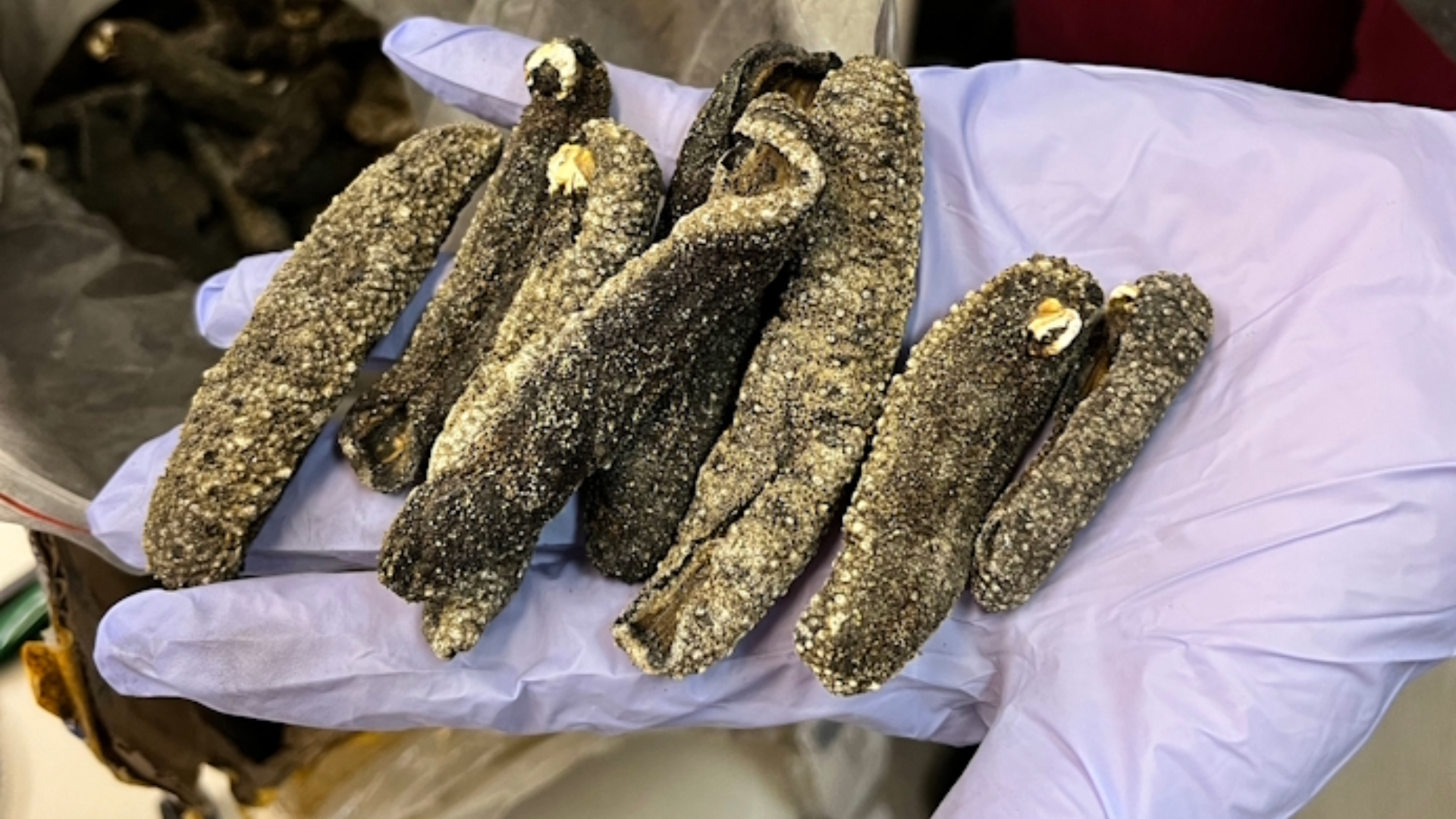 Tráfico de pepinos-do-mar ameaça biodiversidade da costa paulista